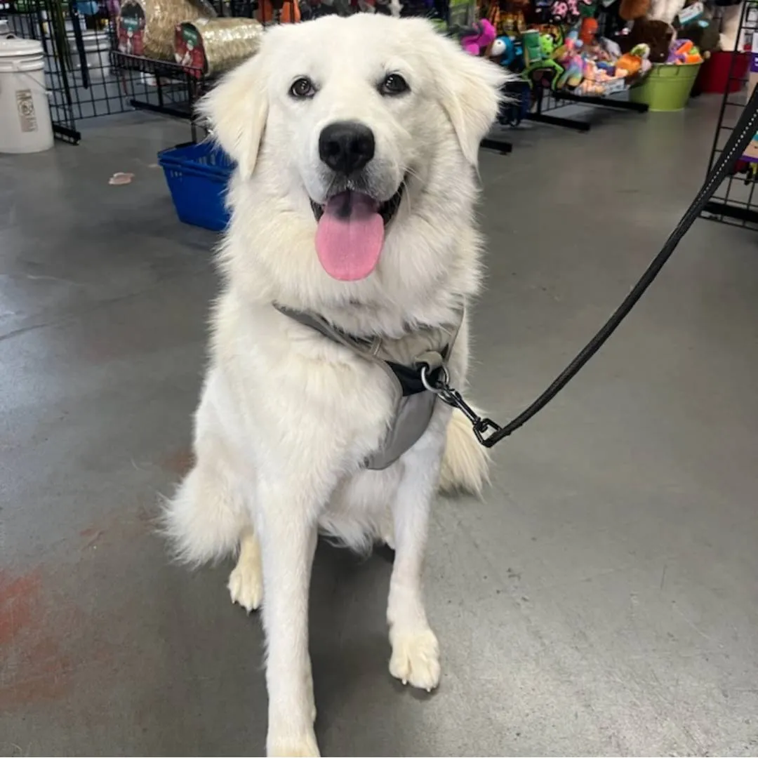 Dog in the store photo